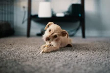 Tapijtreiniging voor eigenaren van gezelschapsdieren: hoe is het anders?