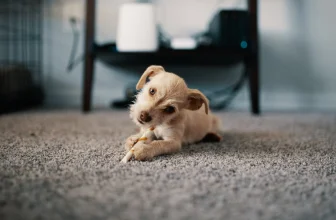 Tapijtreiniging voor eigenaren van gezelschapsdieren: hoe is het anders?